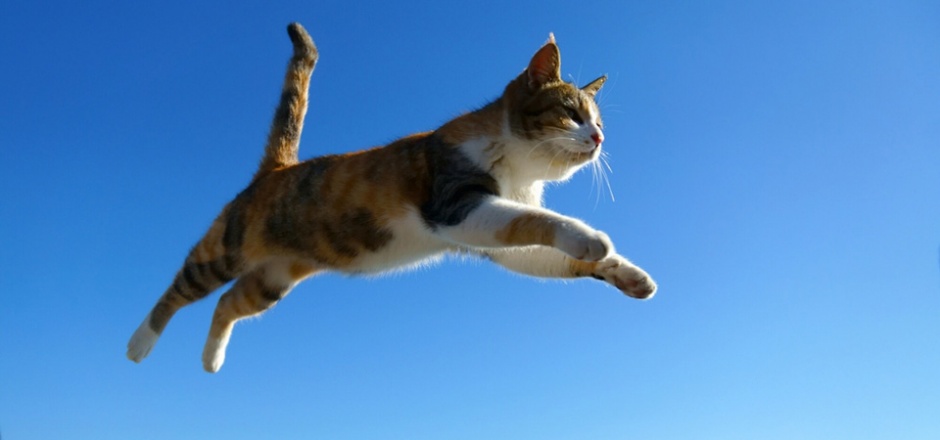 跳跃在空中的猫咪图片