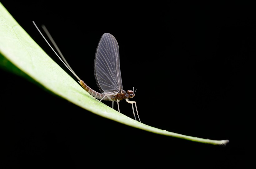 翅膀透明的蜉蝣昆虫图片