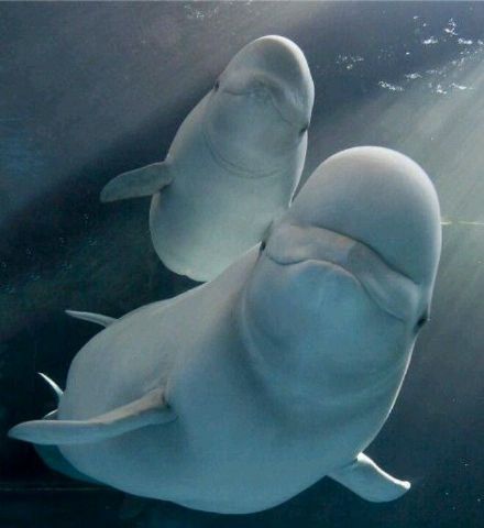 一组海洋馆里好看可爱的海豚图片