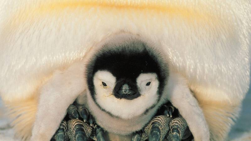 南极企鹅呆萌可爱写真图集欣赏