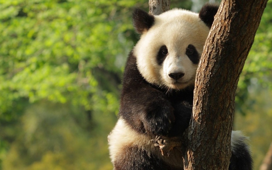 中国国宝熊猫萌萌哒图片