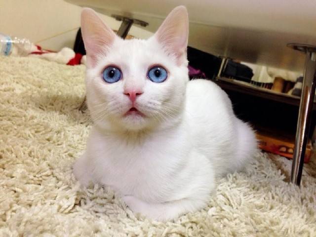 最美蓝眼白猫卖萌图片