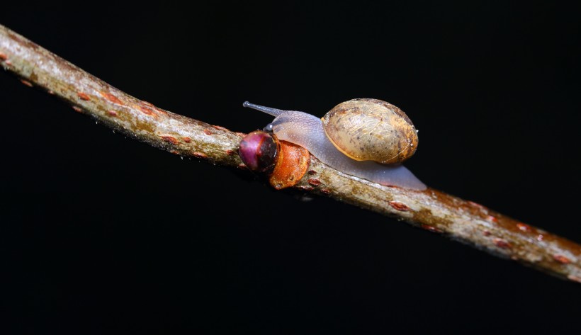 蜗牛微距图片