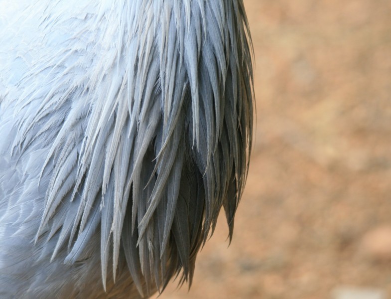 蓝鹤鸟类图片