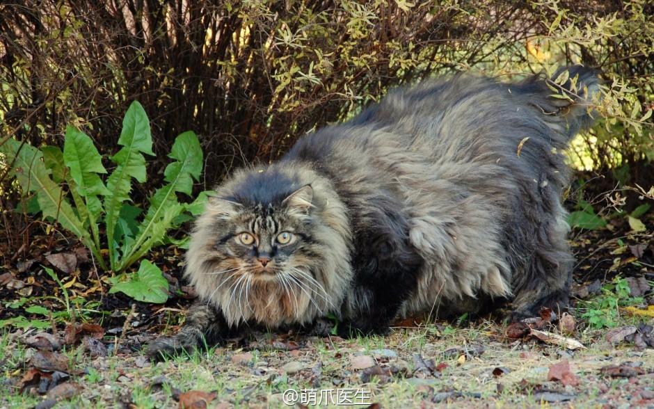 厦门纯种挪威森林猫高清图片