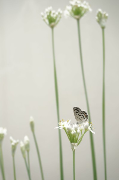 清新自然的蝴蝶图片
