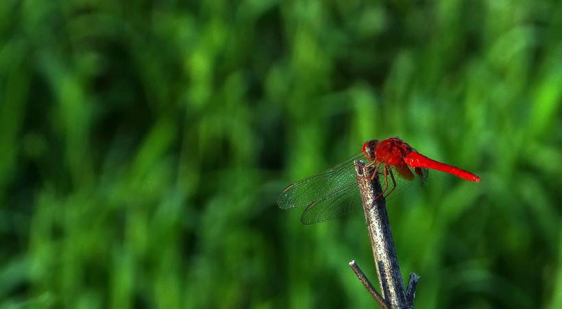蜻蜓昆虫图片公园风景特写