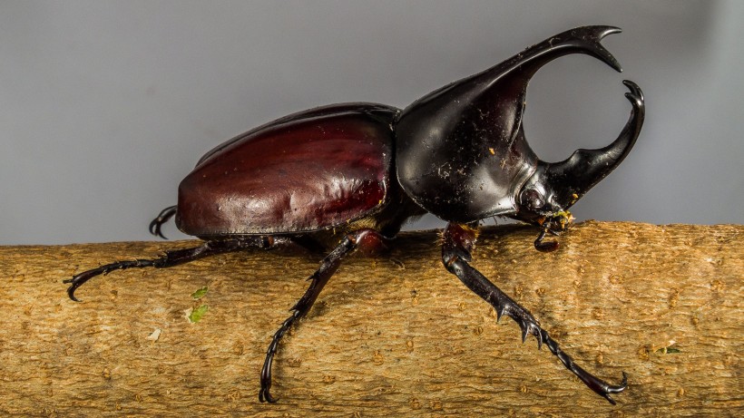 力大惊人的犀牛甲虫图片