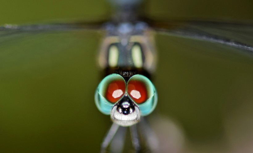 蜻蜓眼睛特写图片
