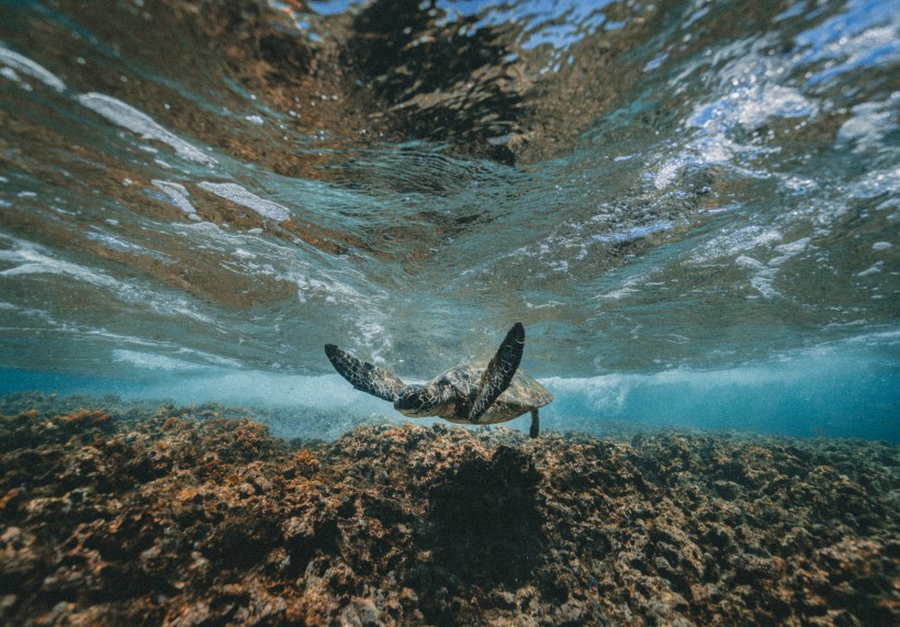 遨游的海龟图片