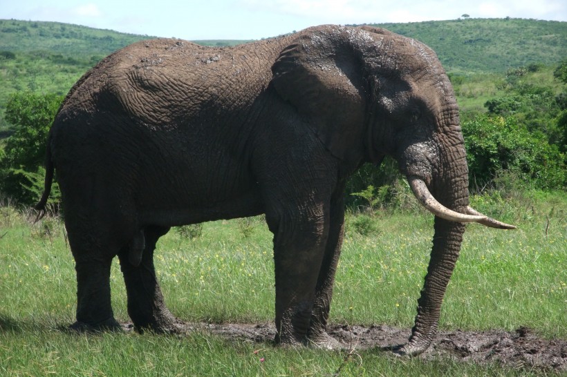 一头野生大象图片