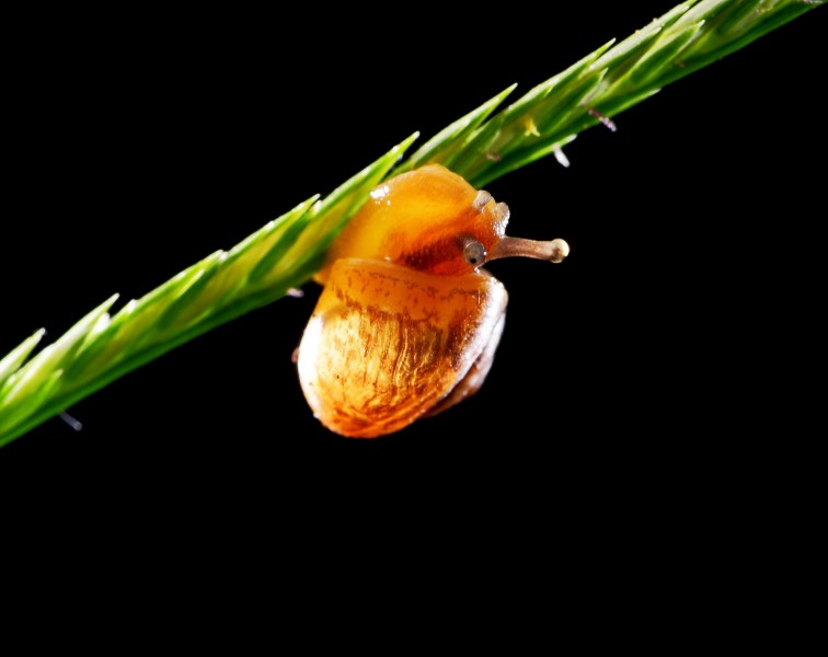 奋力爬行的蜗牛图片