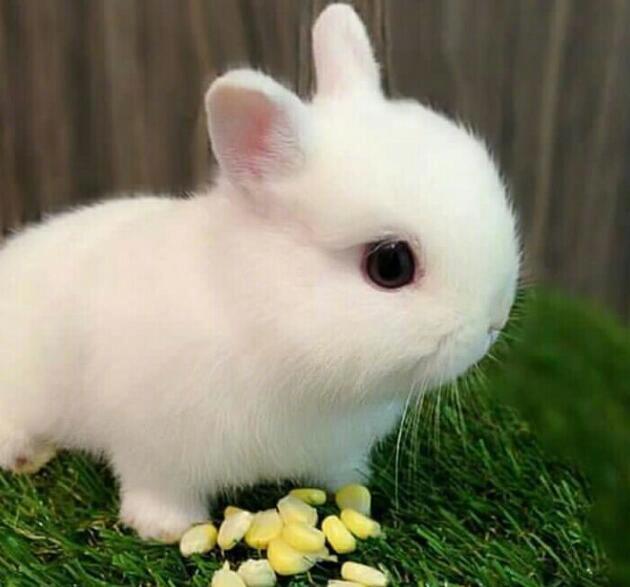 沉迷于这样的小白兔无法自拔