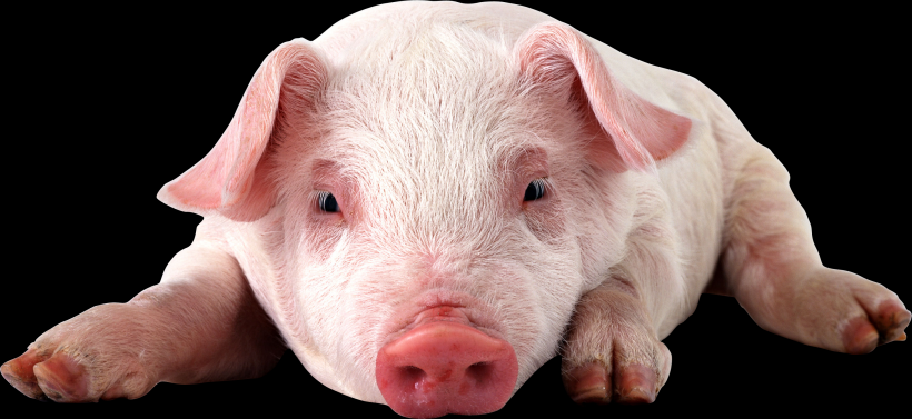 小猪透明背景PNG图片