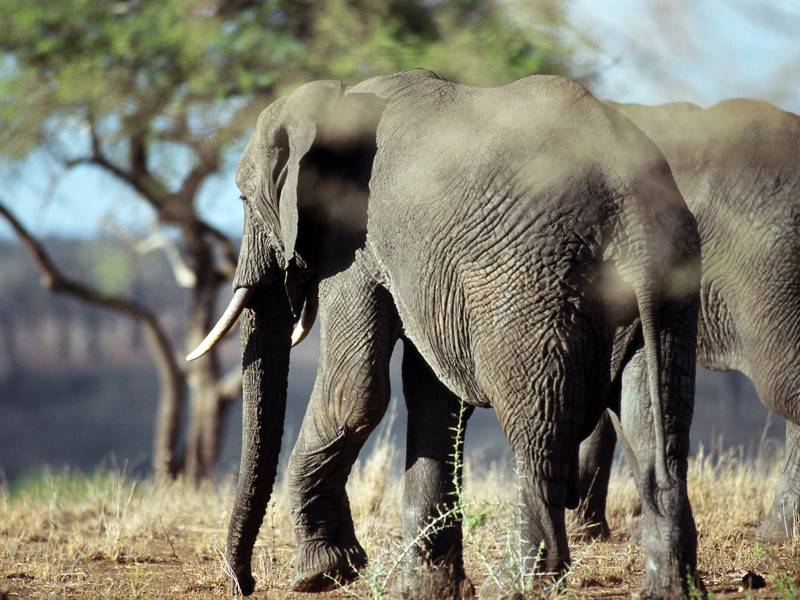野生大象高清动物图片