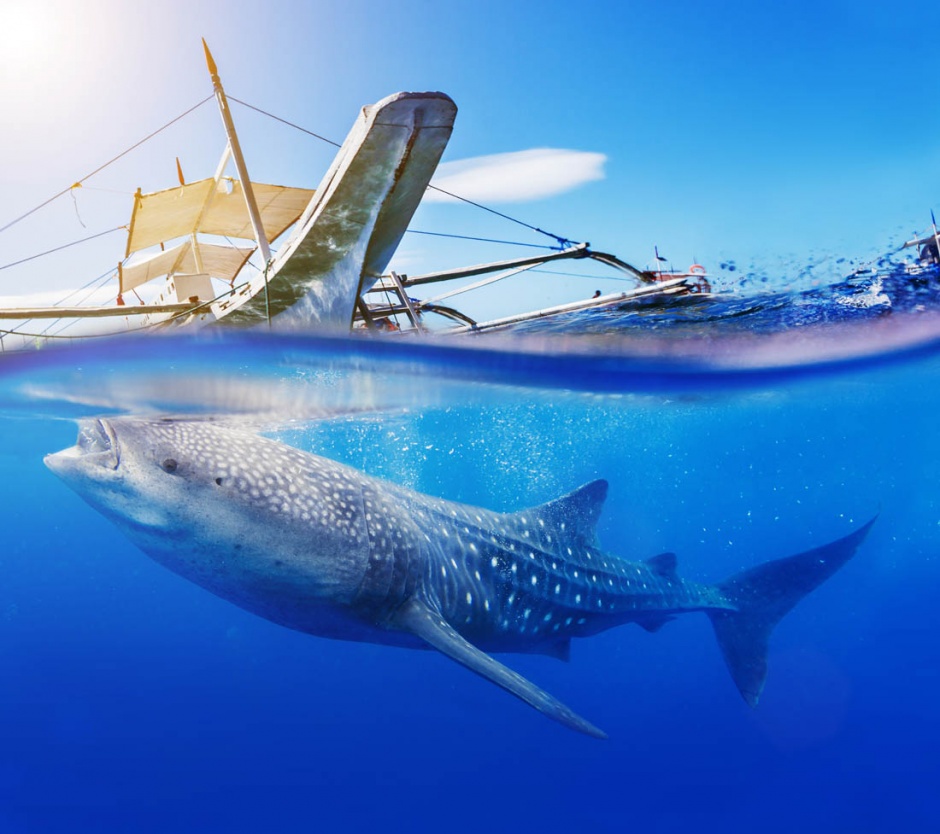 海洋里最大的鲸鱼高清图片