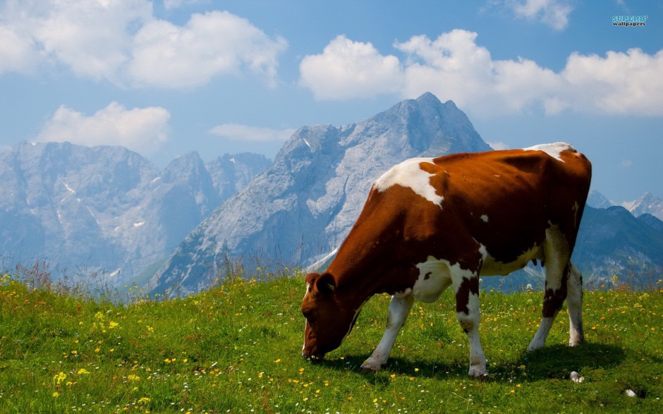 高清动物壁纸图片草地奶牛可爱呆萌