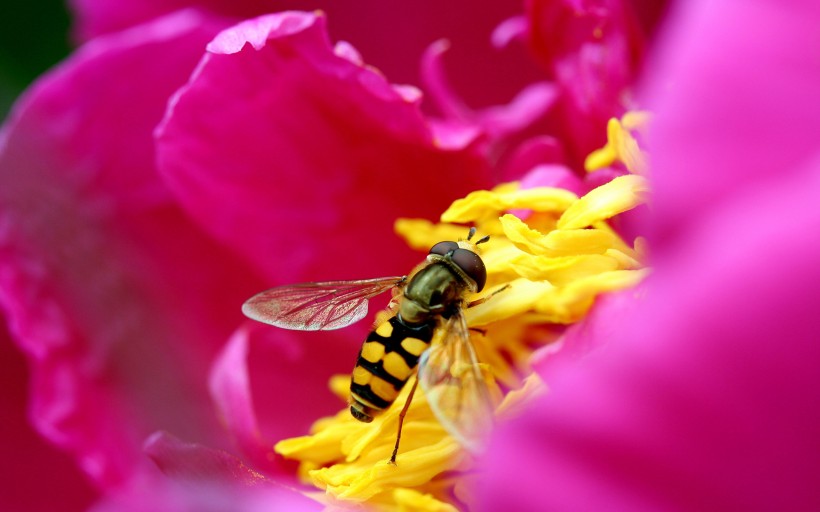 蜜蜂采蜜图片 
