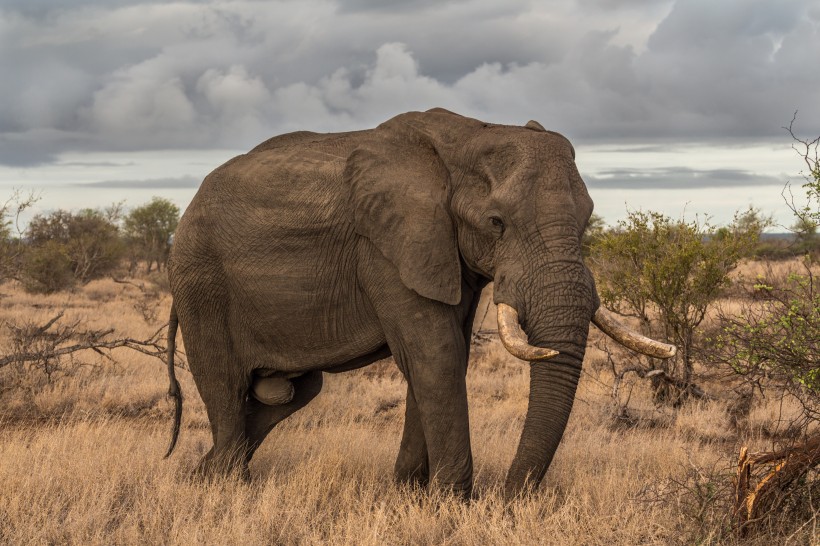 身形巨大的野生大象图片