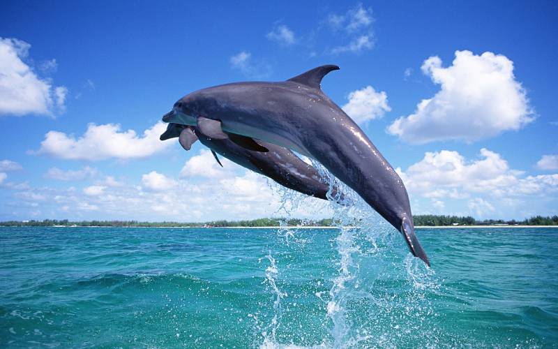 跃出海面欢快洒脱的海豚