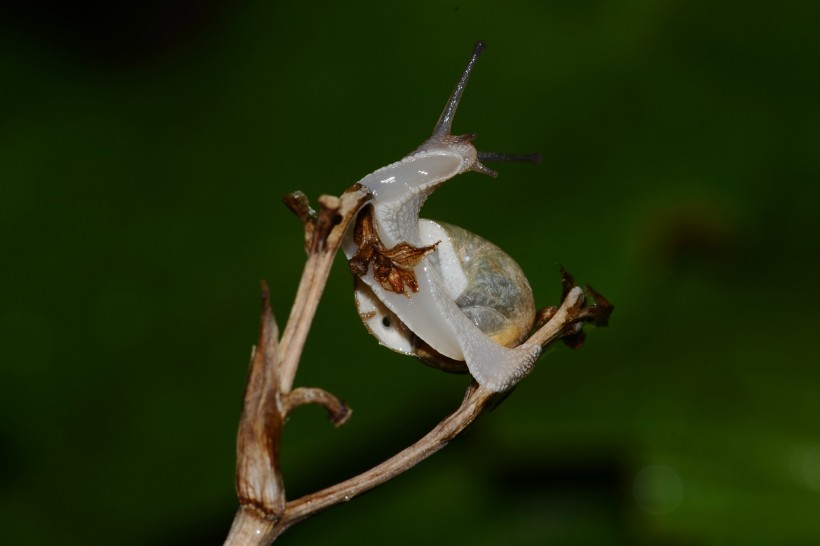 爬树枝的蜗牛图片