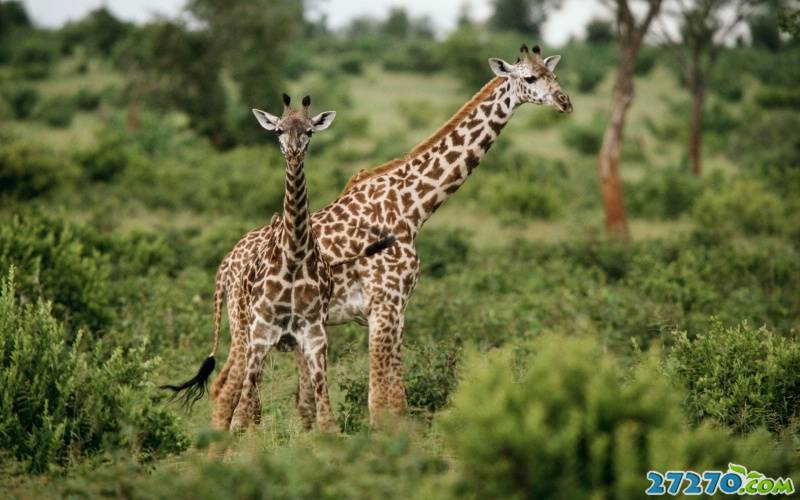 非洲草原上：长颈鹿