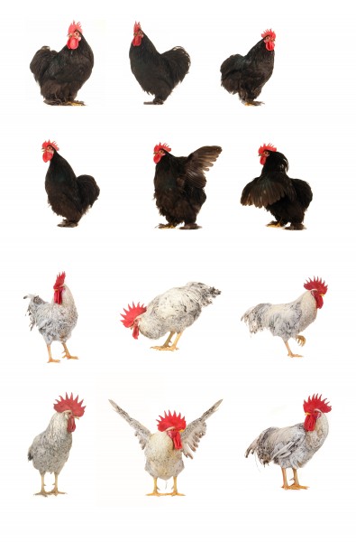各种类型的鸡图片