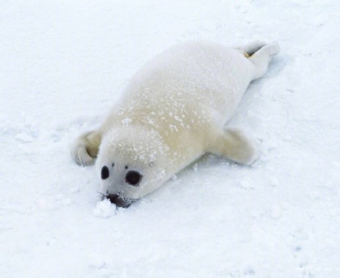 雪地里超萌的格陵兰小海豹图片