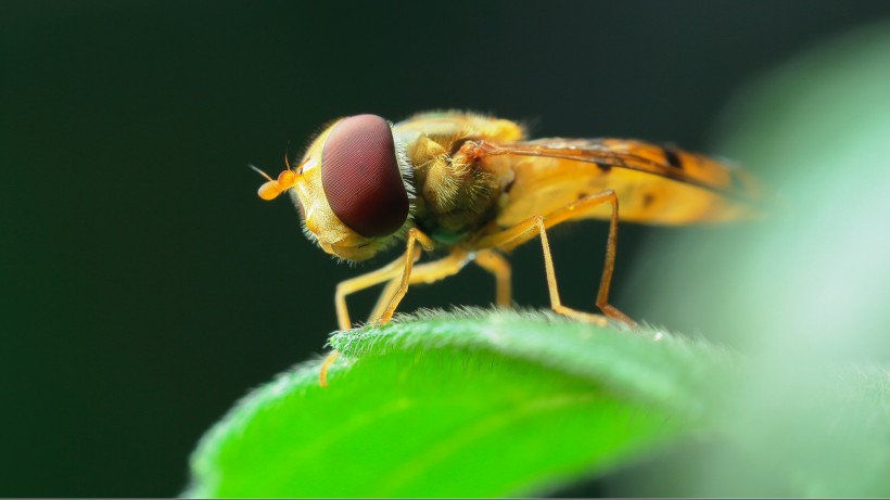 细扁食蚜蝇昆虫图片