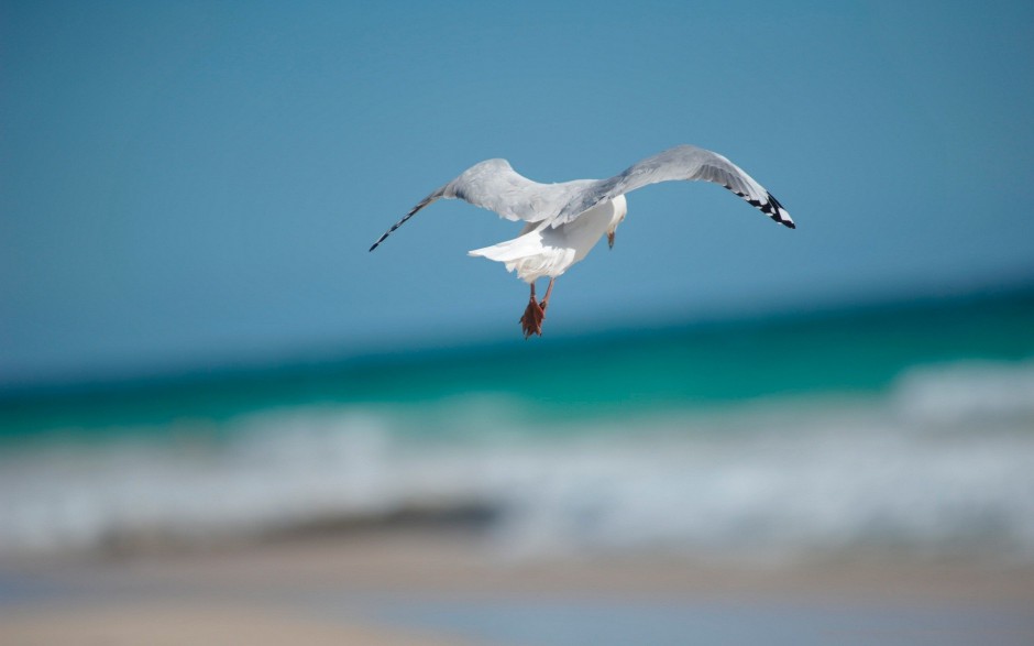 海边海鸥自由翱翔图片特写大全
