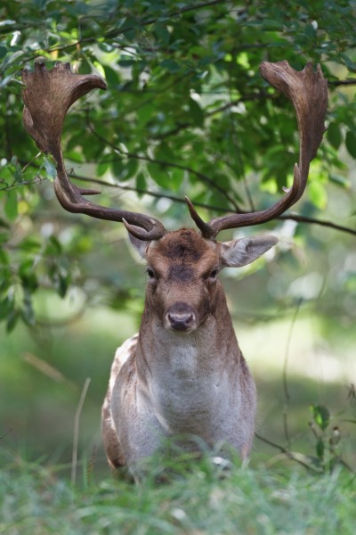 树林草地上的梅花鹿麋鹿图片