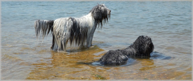 在水中玩耍的牧羊犬图片