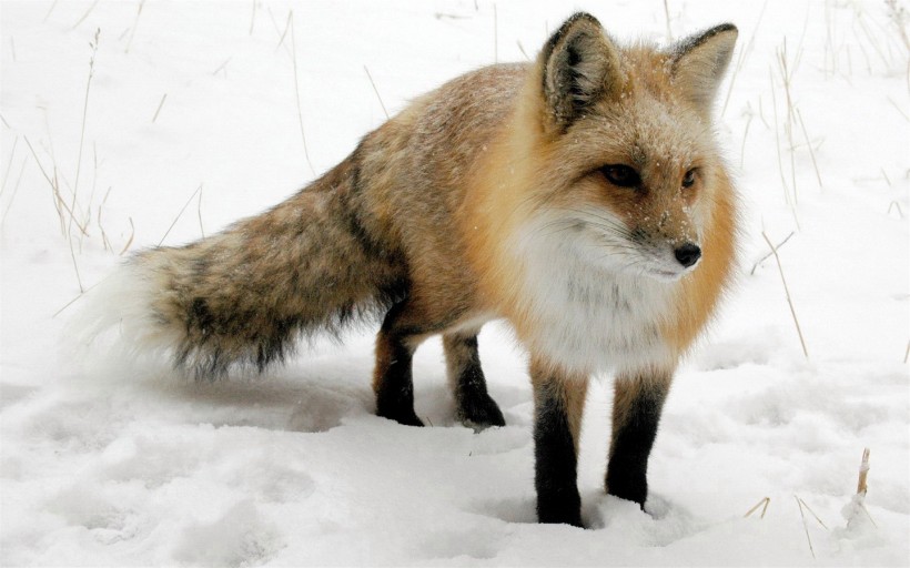 遥望远方的狐狸图片