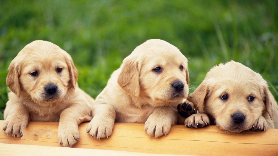 黄色拉布拉多犬幼犬图片欣赏