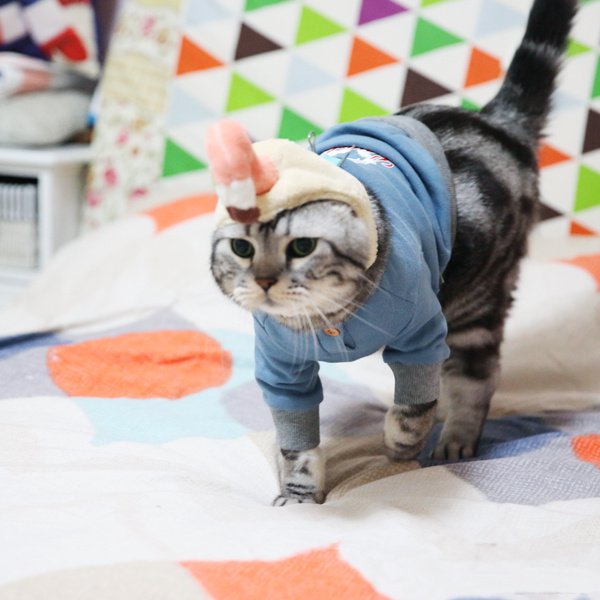 穿着可爱搞怪的也要过万圣节的小猫猫