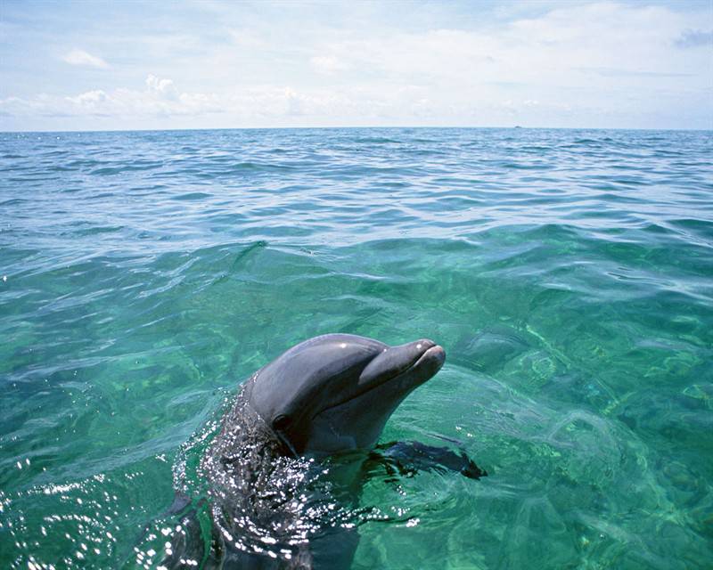 人类好友海豚动物特写