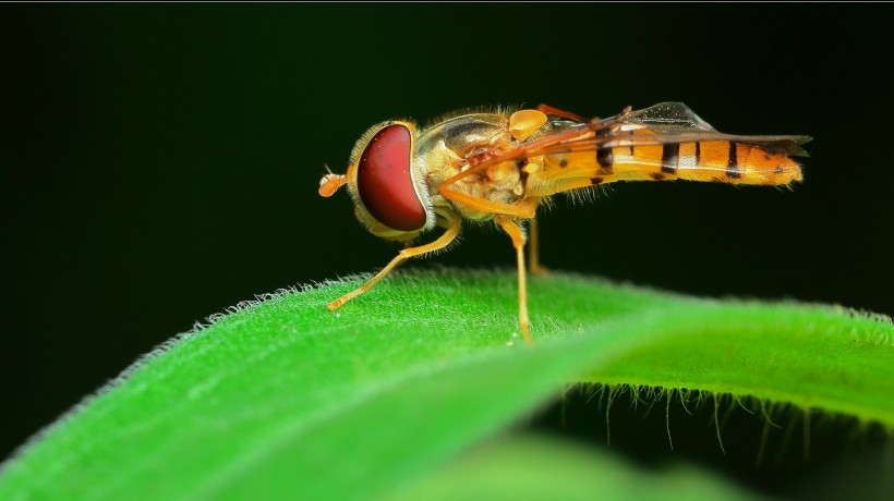 细扁食蚜蝇昆虫图片