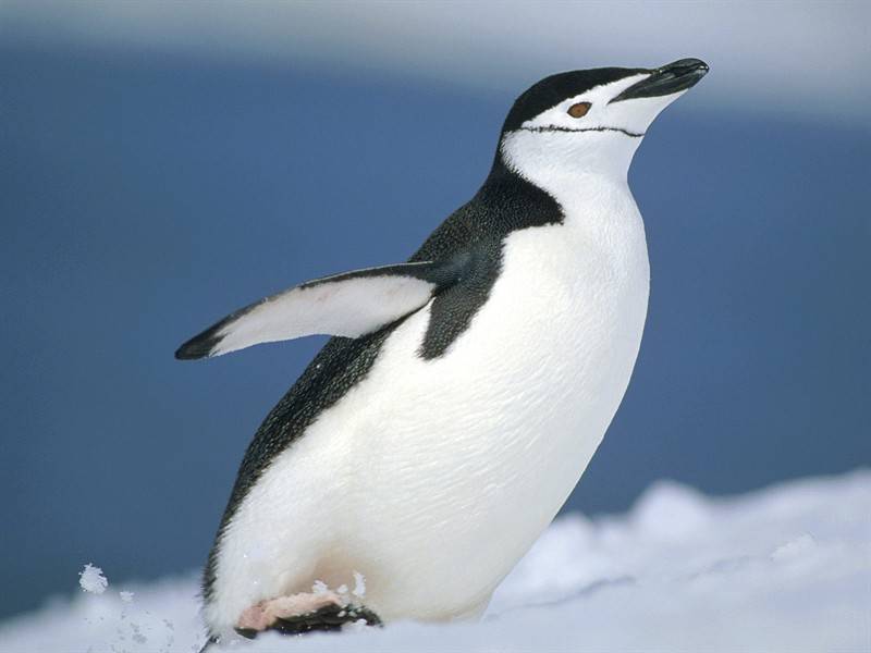 企鹅长颈鹿高清动物组图合集