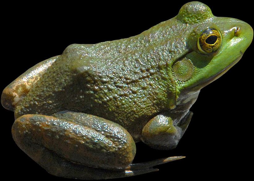 青蛙透明背景PNG图片