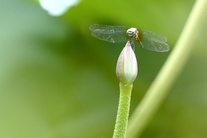 荷塘蜻蜓图片