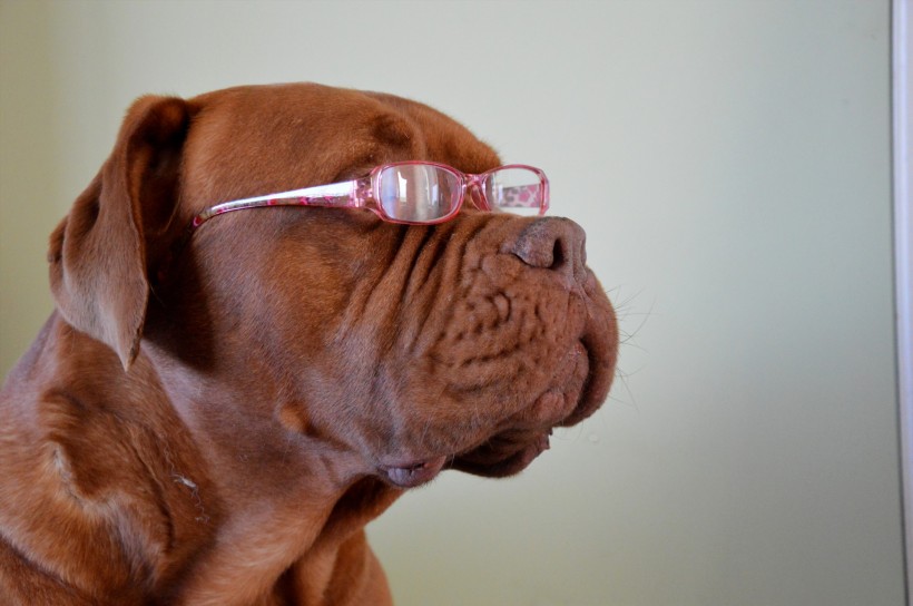 戴眼镜的时尚狗狗图片