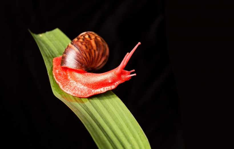 红蜗牛图片