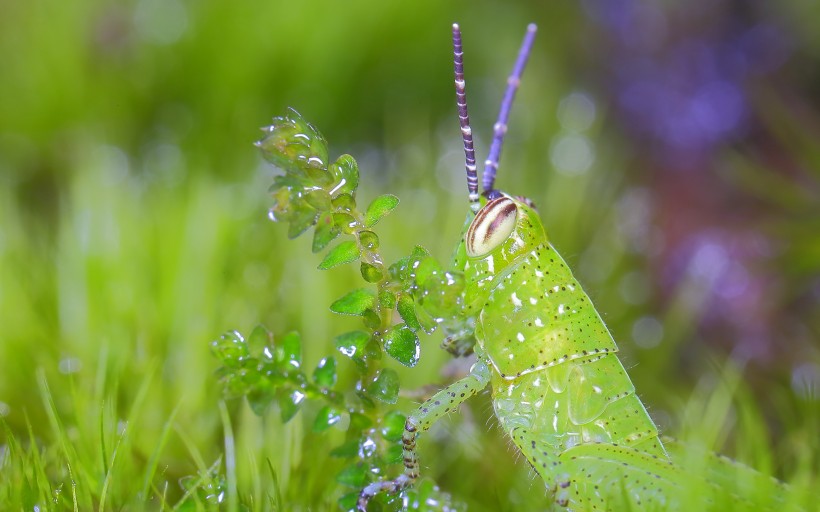 绿色透明的蝗虫图片