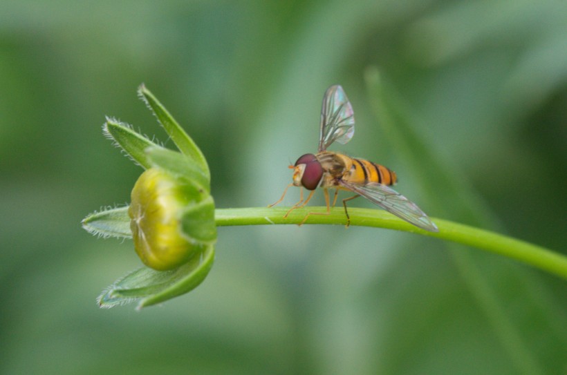 蜜蜂采蜜与授粉图片