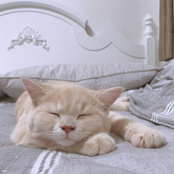 一只睡的正香的白色小猫咪图片欣赏