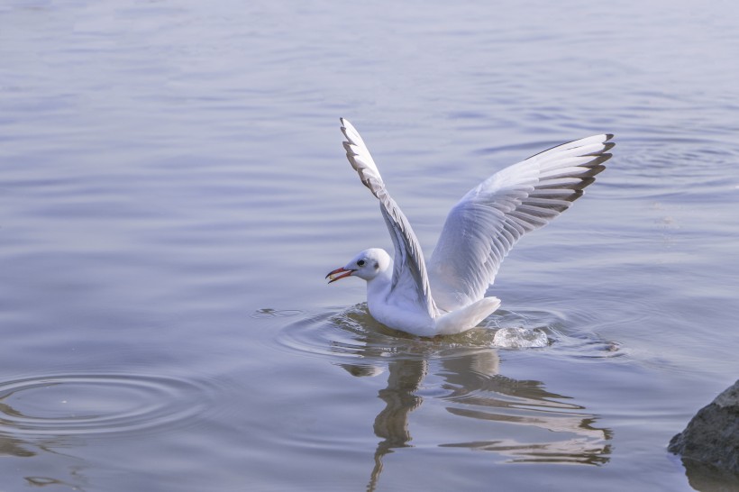 飞翔觅食的白色海鸥图片