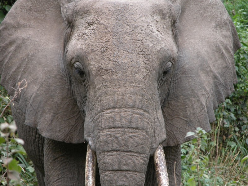 大象局部图片