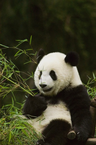 可爱无敌的大熊猫图片