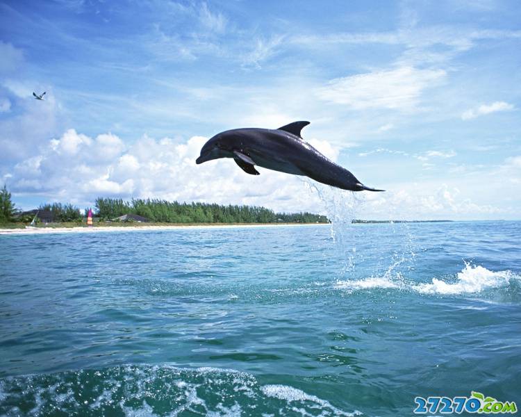 特写海洋生物 海豚