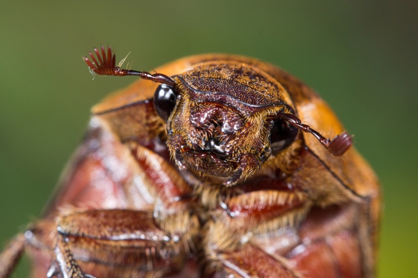 甲虫微距图片